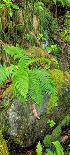 Plants: image 24 Of 208 Thumb